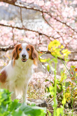 コーイケルホンディエのアップと河津桜の春のポートレート（縦構図）