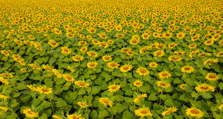 Obraz premium Sunflowers are blooming beautifully in the garden.