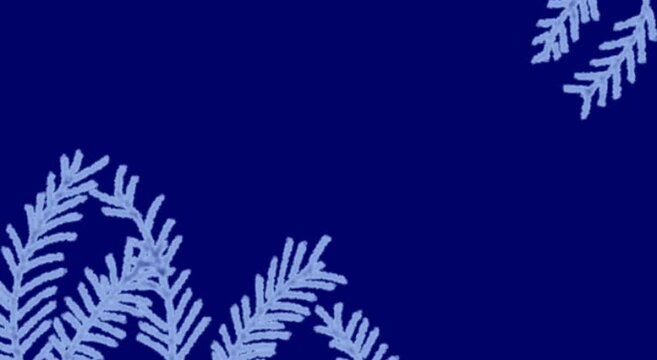 A pine leaves grow slowly in a deep-blue winter scene, forming a 4K motion-graphic background with space for text and images. - Powered by Adobe