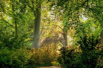 Sun rays in a forest