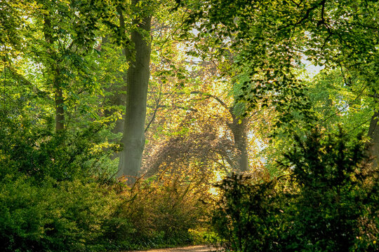 Sun rays in a forest