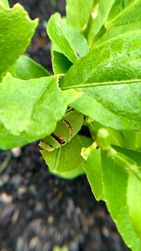 caterpillars on green plants in the garden