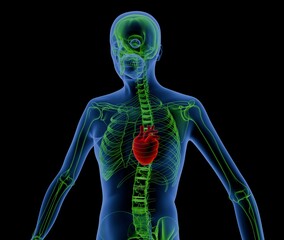 Medical Visualization of Heart Position in Body