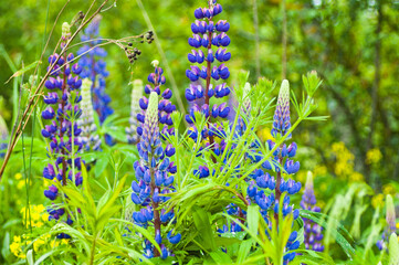 blue meadow flowers close-up on green background
