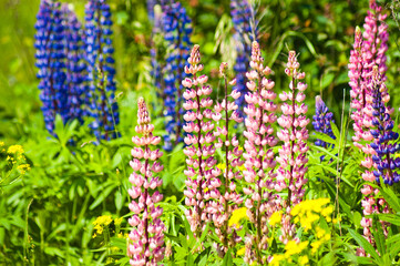 blue, pink and yellow meadow flowers close-up on a green summer meadow