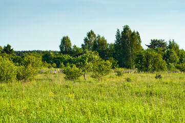 summer landscape, in the photo meadow, trees and blue sky