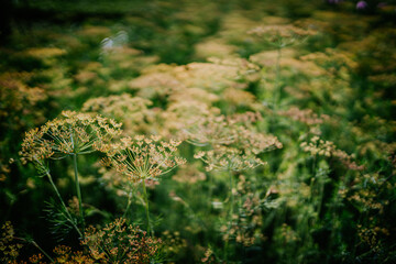 Green field of delicate wildflowers with soft yellow blooms swaying gently in the breeze, creating a serene and tranquil natural landscape for relaxation and inspiration