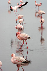 Flamants rose a Swakopmund, Namibie