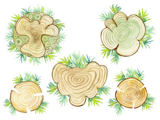 Watercolor set of wooden pattern with wavy ring and spruce branches isolated on a white background.