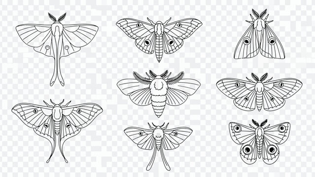 Line Art Set of Various Moths including Luna Moth, Vintage Engraving Style