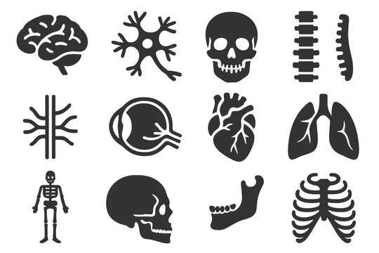 Anatomy Icon Set. Solid style icons of Human anatomy study: brain cross-section, neuron sketch, cranial bones, spinal cord, nerve