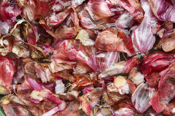 Close up of red onion skin soaked in water