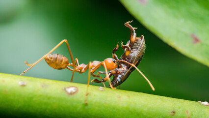 Ant carrying prey insect on green stem