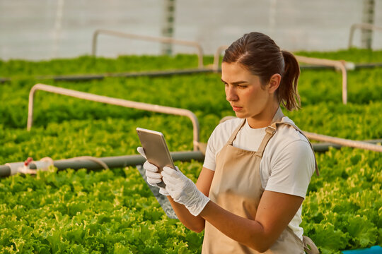 Specialists exploring greenhouse farming and hydroponic growing techniques - holding digital tablet in hands. 

