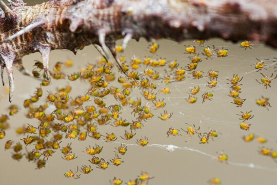 Spiderlings hatching crawling on web under bark
