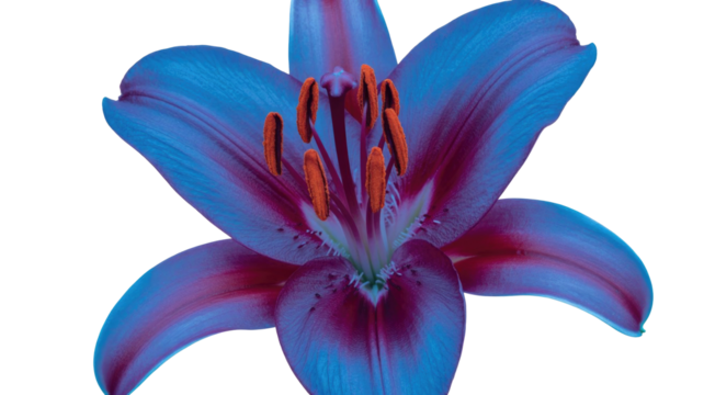 A vibrant blue and purple lily flower with contrasting orange stamens, showcasing its intricate details against a solid dark transparent background. background removed