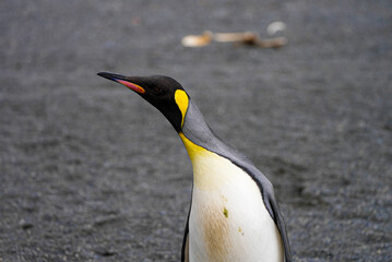 This close-up side view of a king penguin captures its elegant form, with a vibrant yellow-orange cheek patch and smooth feathers standing out against the black sand beach.