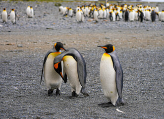 Fototapeta premium Three adult king penguins on South Georgia: two nuzzle each other in a tender moment, while the third observes quietly on a pebble beach with the colony blurred in the background.