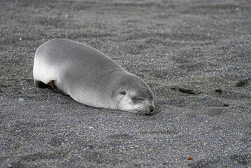This baby fur seal rests quietly on volcanic sand, its soft silver coat blending into the muted tones of the beach as it sleeps peacefully and undisturbed.