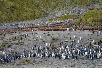 An enormous king penguin colony fills the rocky terrain of South Georgia, with dense rows of brown chicks and adults stretching far into the distance. A breathtaking wildlife spectacle.