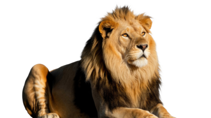 A magnificent male lion with a flowing golden mane rests calmly, looking intently to the side against a vibrant transparent background. background removed