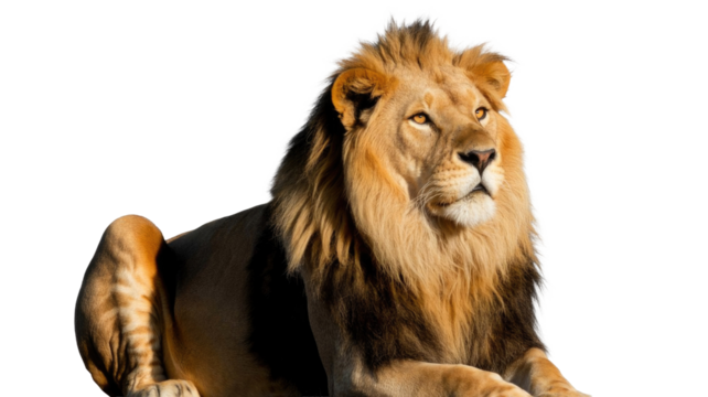 A magnificent male lion with a flowing golden mane rests calmly, looking intently to the side against a vibrant transparent background. background removed - Powered by Adobe