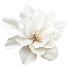 Fototapeta premium A delicate white magnolia flower with layered petals against a stark black background