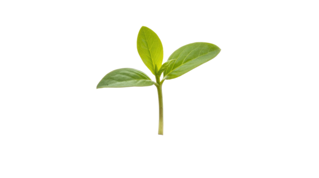 A vibrant, young seedling with three bright green leaves and a slender stem, symbolizing growth, new life, and nature's delicate beginning. background removed - Powered by Adobe
