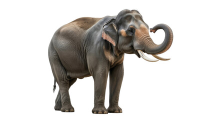 Obraz premium A majestic Asian elephant with impressive tusks stands, trunk gracefully curled upwards. Full body, realistic render on a clean background. background removed