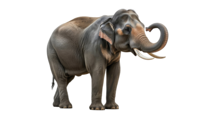 A majestic Asian elephant with impressive tusks stands, trunk gracefully curled upwards. Full body, realistic render on a clean background. background removed