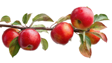 Ripe red apples with fresh green leaves on an orchard tree branch are a symbol of a healthy autumn harvest