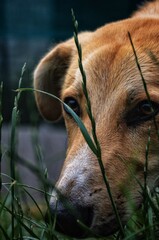 portrait of a dog © Veronika
