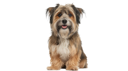 A cute, fluffy multi-colored dog with shaggy fur sits facing forward, happily looking at the camera with its tongue slightly out. background removed
