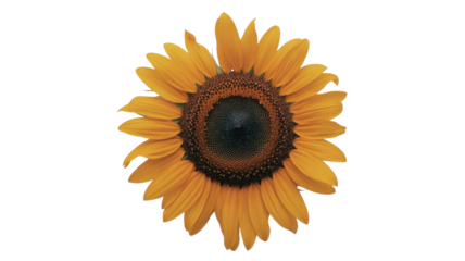 A beautiful, vibrant sunflower with golden petals and a dark, intricate center, isolated against a solid transparent background. background removed