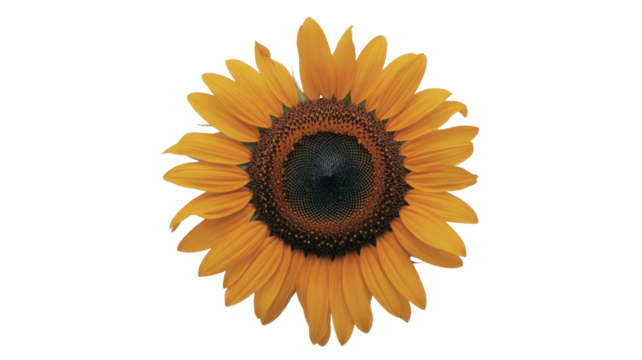 A beautiful, vibrant sunflower with golden petals and a dark, intricate center, isolated against a solid transparent background. background removed