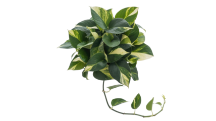 Top-down view of a lush, variegated Pothos plant featuring vibrant green and creamy yellow leaves with a trailing vine. background removed