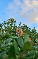 Ginger cat sitting in green bushes under blue sky