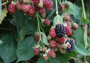 Bush with ripening backberries, lat. Rubus  fruticosus Thornless in the garden. Detail of bush branch with sweet blackberries in a garden.