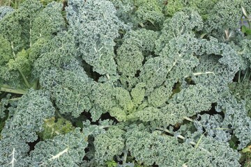 Kale or leaf curly cabbage Brassica oleracea var. Sabellica in autumn garden. Kale or leaf curly cabbage is fresh even in winter season.
