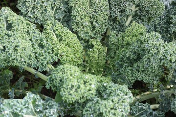 Brassica oleracea var. Sabellica in autumn garden after rainy day. Kale or leaf curly cabbage is fresh even in winter season.