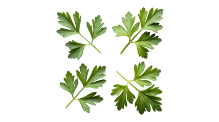 Four vibrant green parsley sprigs are meticulously arranged in a square pattern on a solid dark transparent background. Ideal for culinary and decorative purposes. background removed