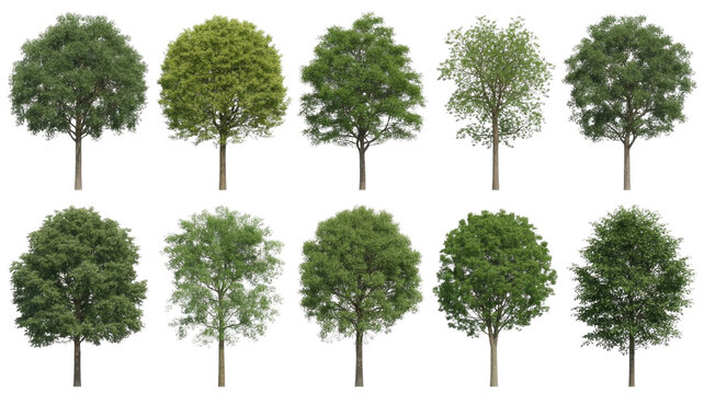 A collection of ten diverse green deciduous trees with varied foliage and canopy shapes, isolated against a dark transparent background, perfect for digital design. background removed