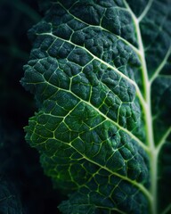 Macro View of Textured Kale Leaf, Detailed Veins, Dark Green Tones, Natural Beauty.