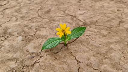 Small insect on last flower plant growing on dry ground cracked and dried-up land soil surface. Drought, lack of water, climate change, heatwave, and global warming disaster concept. Closeup top view.