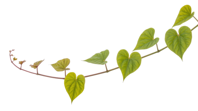 A delicate green vine with heart-shaped leaves gracefully curves across the frame, showcasing various stages of growth. Isolated, natural beauty. background removed