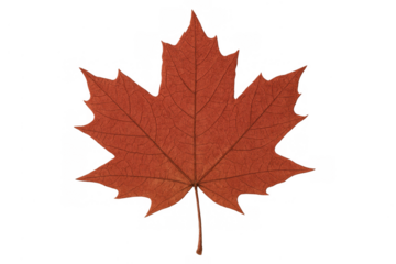 Maple leaf showing its rich red autumn color, a symbol of fall and canadian identity, isolated on transparent