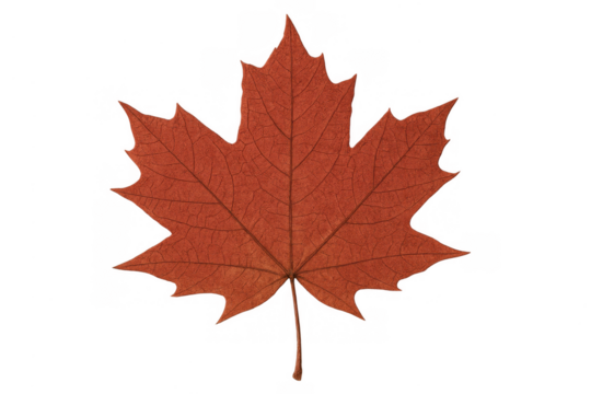 Maple leaf showing its rich red autumn color, a symbol of fall and canadian identity, isolated on transparent