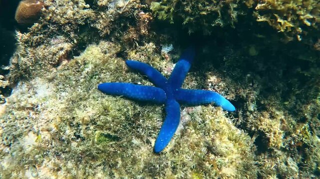 Candid swimming POV towards a Linckia laevigata or Blue sea star nestled on the shallow sea floor, Apo Island, Dauin, Philippines