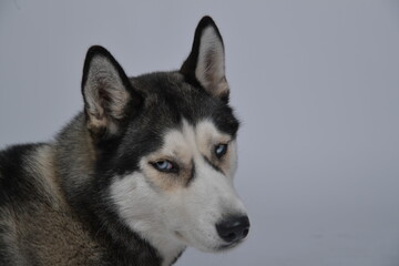 hund, husky, tier, haustier, weiß, sibirische katze, breed, canino, wolf, fell, schnee, säugetier, hübsch, welpe, freund, black, schlittenhund, auge, kopf, reinrassig, winter, siberian husky