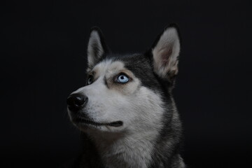 hund, husky, tier, haustier, weiß, sibirische katze, breed, canino, wolf, fell, schnee, säugetier, hübsch, welpe, freund, black, schlittenhund, auge, kopf, reinrassig, winter, siberian husky